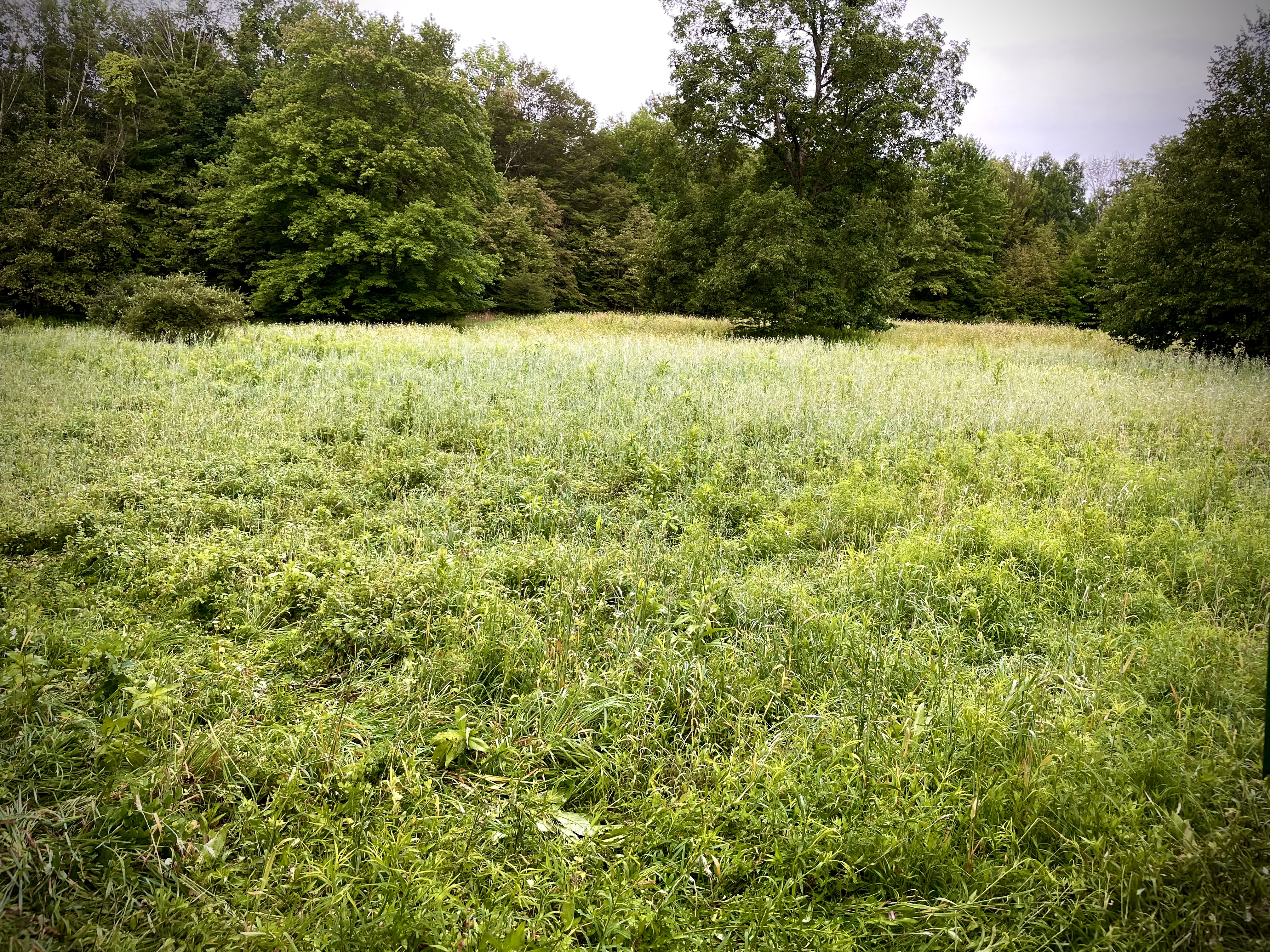 Food Plots